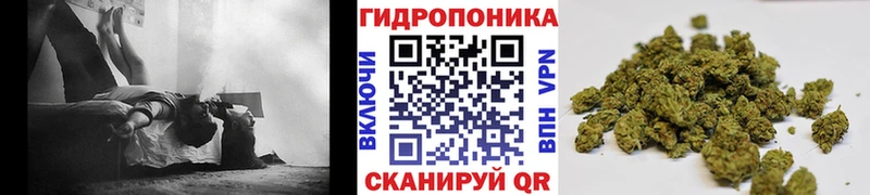 Каннабис сатива  Егорьевск 